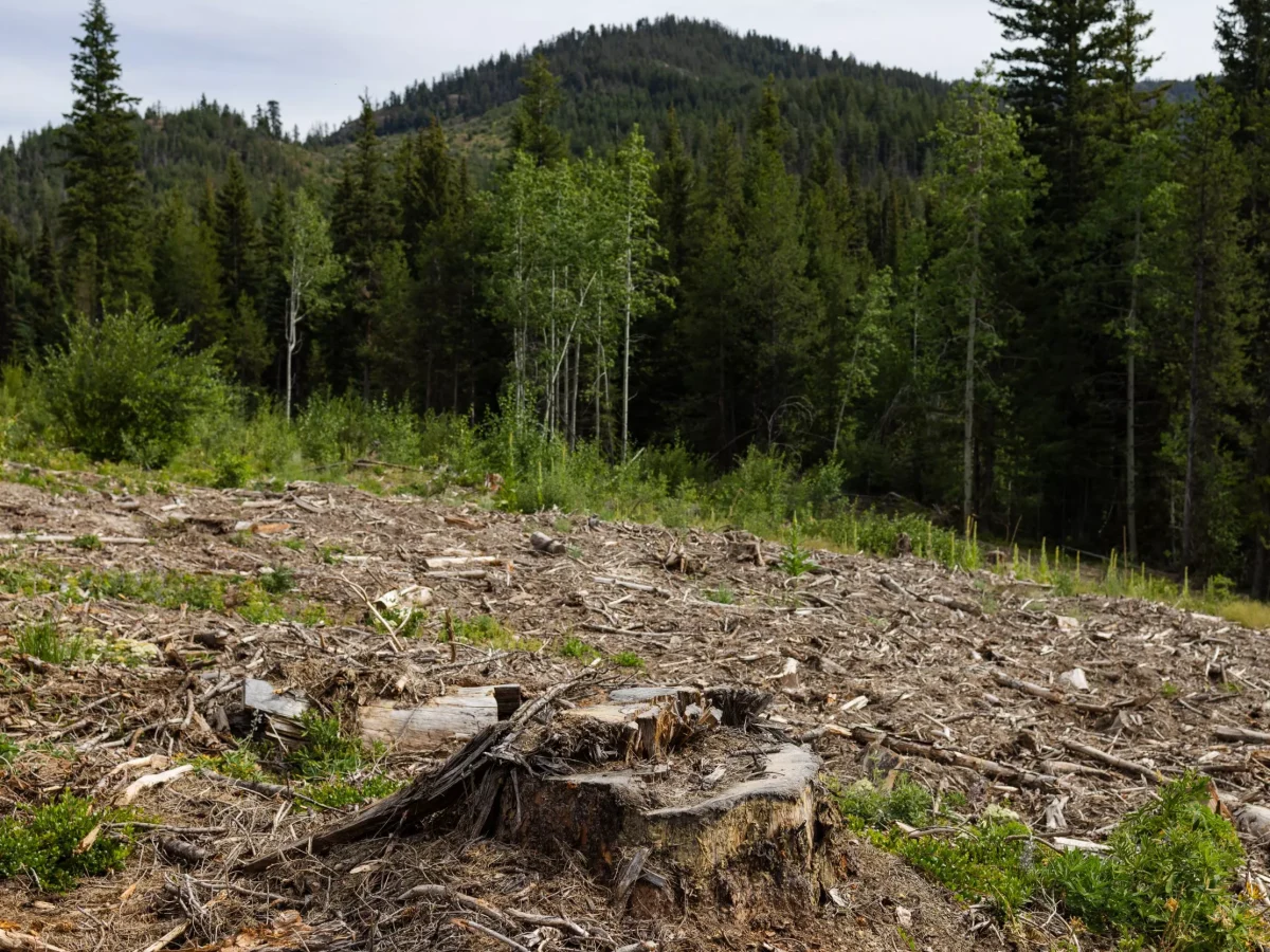 In Okanogan County, Timber Interests Gain Upper Hand in Forest Management